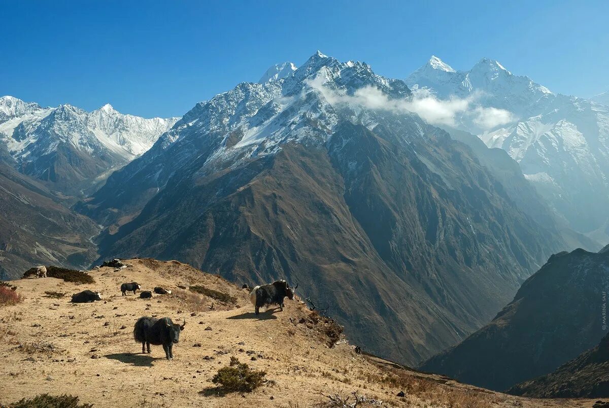 Як гоша домбай. Кайлас. Непал гималаи. Снежные горы тибета. Национальный парк приэльбрусье флора.