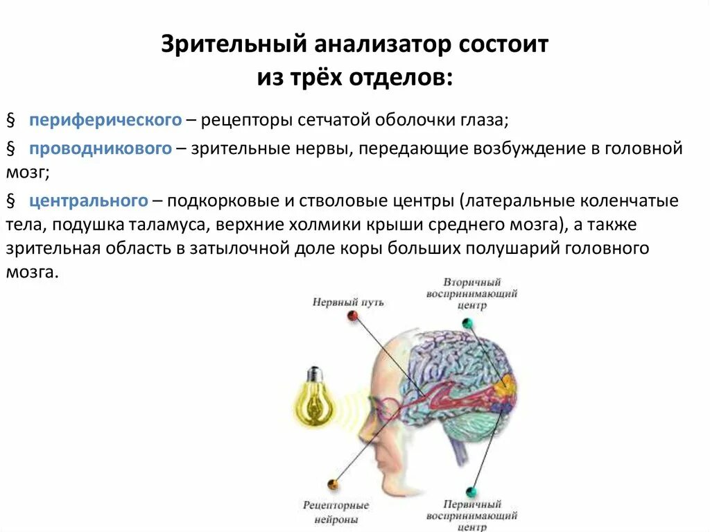 Центральный отдел зрительного анализатора функции. Анализатор анализатор строение и функции. Функции периферической части зрительного анализатора. Зрительный анализатор периферический отдел рецепторы. Чем представлен периферический отдел