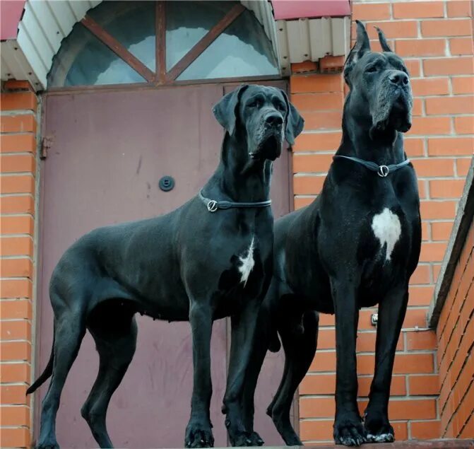 ульмский дог. одинаковый экстерьер догов 8. английский королевский дог. датский дог зевс самая высокая собака. порода собак королевский дог.