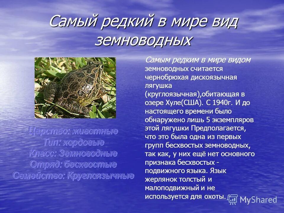 доклад про лягушку 3 класс. земноводные животные доклад. разнообразие земноводных. доклад на тему земноводные. доклад про лягушку 2 класс.