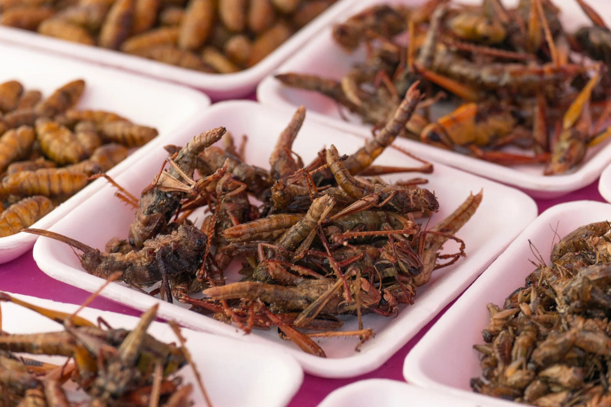 Блюда из насекомых. Аппетитные блюда из насекомых. Китайские блюда из насекомых. Китайское блюдо из тараканов.