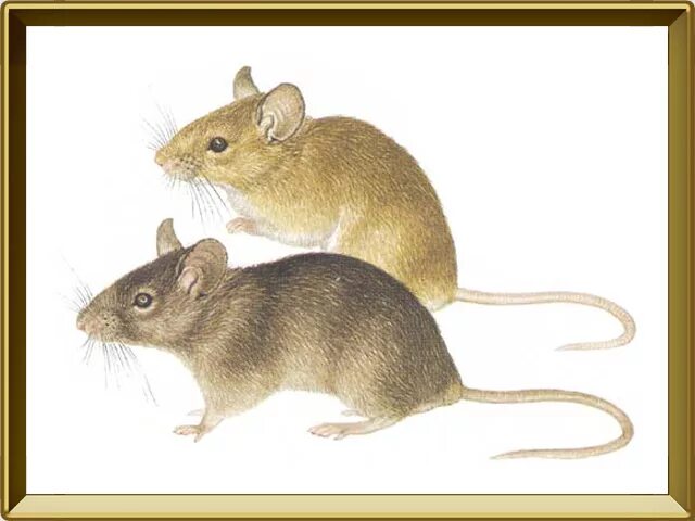 Крысы. Звуки животных мышь. Мышь прикольная. Серая декоративная крыса. Звуки животных крыса.