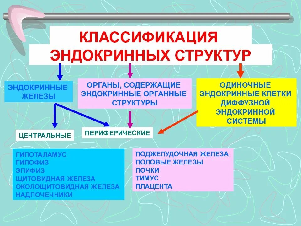 Система эндокринных желез строение. Классификация эндокринных структур. классификация эндокринной системы схема. 2. классификация органов эндокринной системы. классификация эндокринной системы гистология.