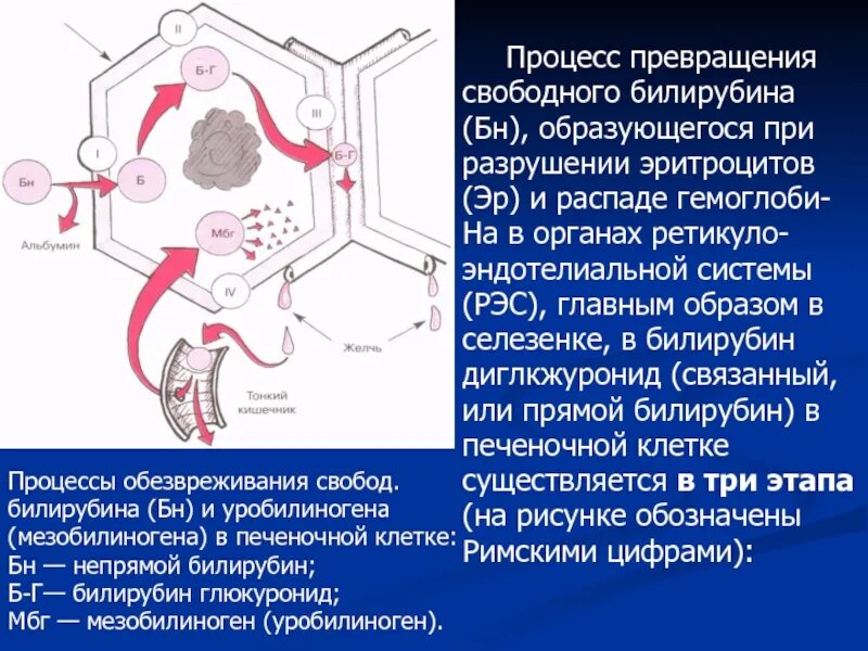 Клетки печени в дистиллированной воде. Ретикуло жндотелиальная система. Органы ретикулоэндотелиальной. Ретикуло-эндотелиальной системе что. Ретикулоэндотелиальные клетки.