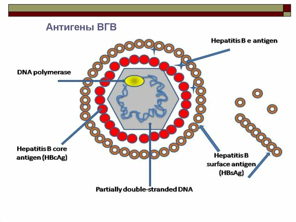 Вирус гепатита в. Антигены ВГВ. Структура вируса гепатита в. Возбудитель гепатита а. Вгв гепатит