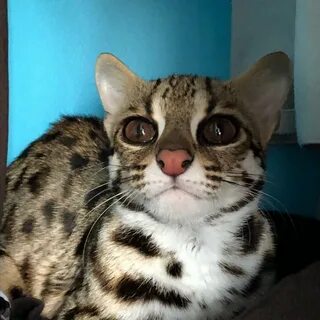 Алк
