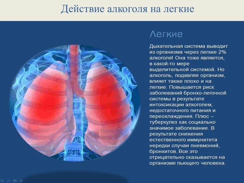 Через легкие выводятся. Влияние спиртного на дыхательную систему.