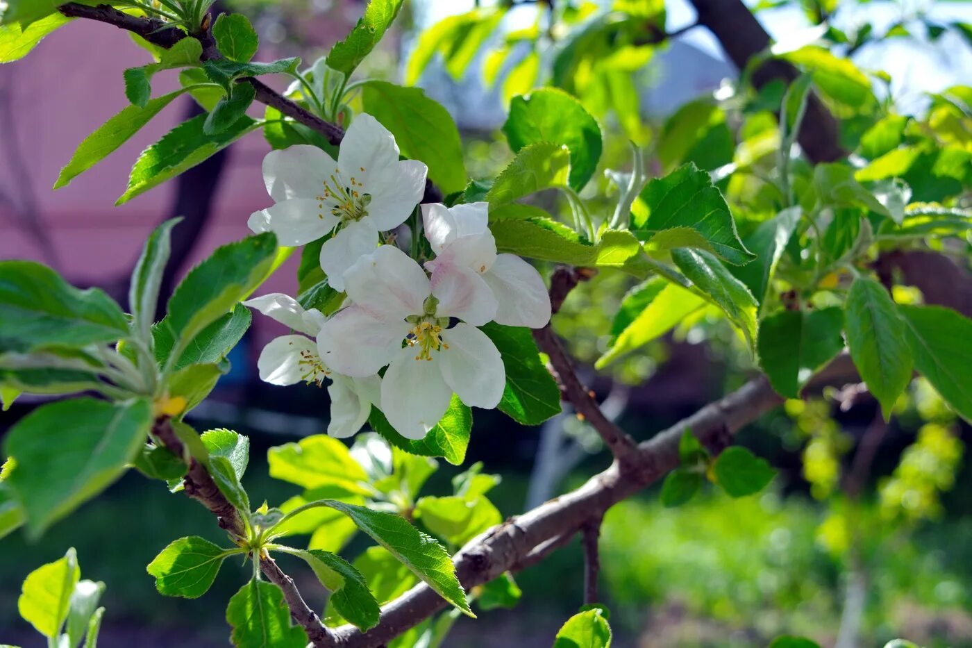 Вид яблони домашней. Яблоня Malus domestica. Яблоня домашняя (Malus domestica). Хайтан яблоня. Яблоня – Malus domestica саженец.