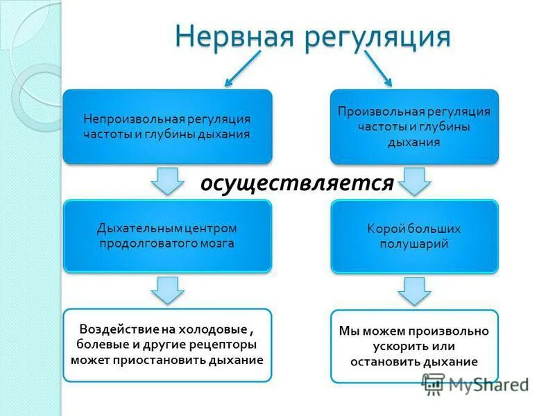 Центр произвольных дыхательных движений. Нервная регуляция. Нервная регуляция осуществляется. Нервная регуляциярегуляция. Нервная регуляция осуществляется с помощью.