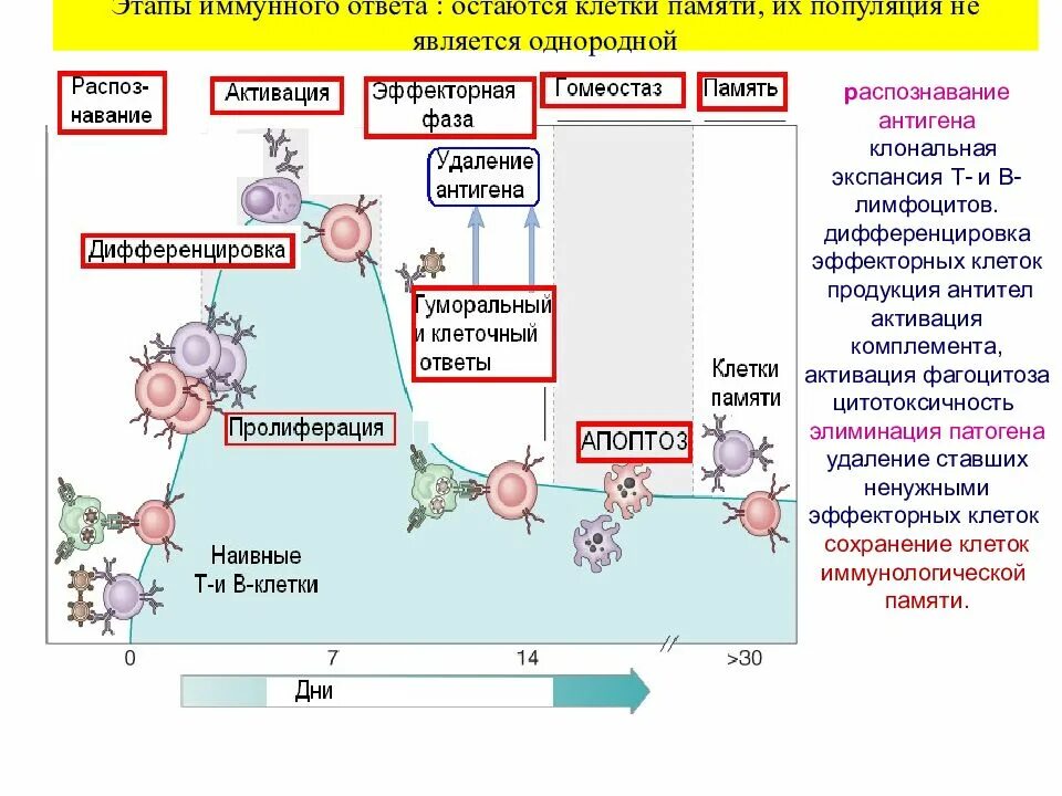 Активация иммунного ответа. Т клетки иммунной памяти функция. Клеточный иммунный ответ т-лимфоциты. Гуморальный иммунный ответ антитела клетки памяти. Формирование эффекторных клеток и клеток иммунологической памяти.