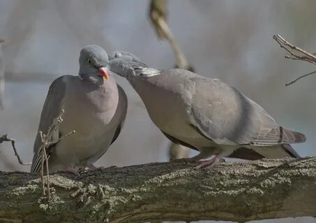Воркуют дикие голуби