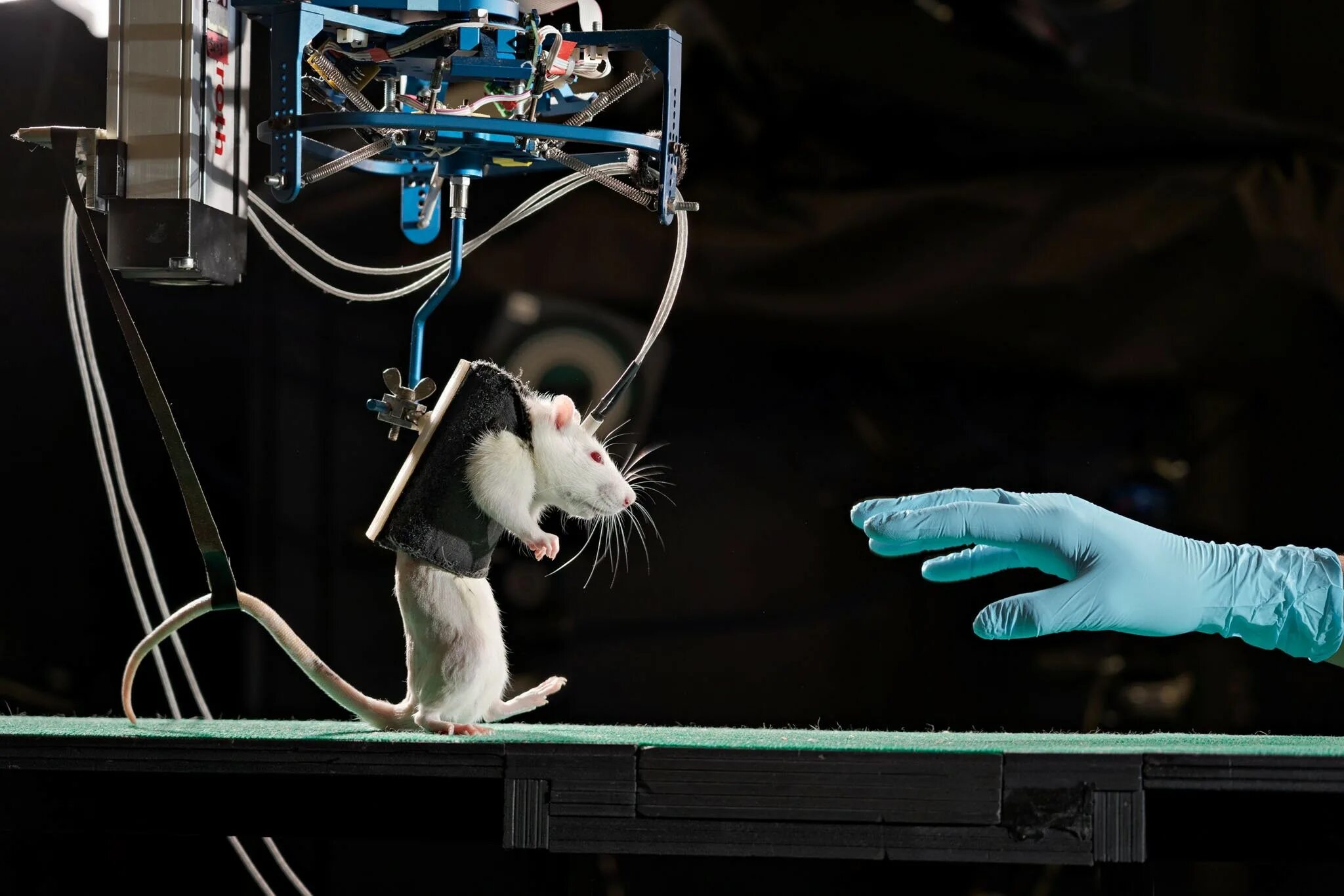 Опыты на мышах. Эксперимент с мышами. Лабораторная крыса.
