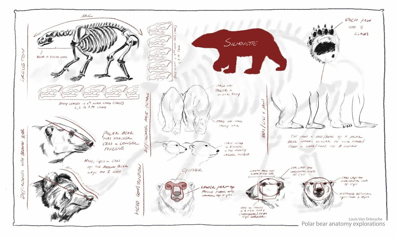 Особенности внутреннего строения медведя. Анатомия полярного медведя. Строение скелета бурого медведя. Скелет медведя строение. Медведь строение тела.