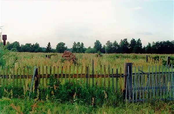 Луково участок. Деревня плаксино. Луково участок. Великолукский р-он суханово. Луково участок.