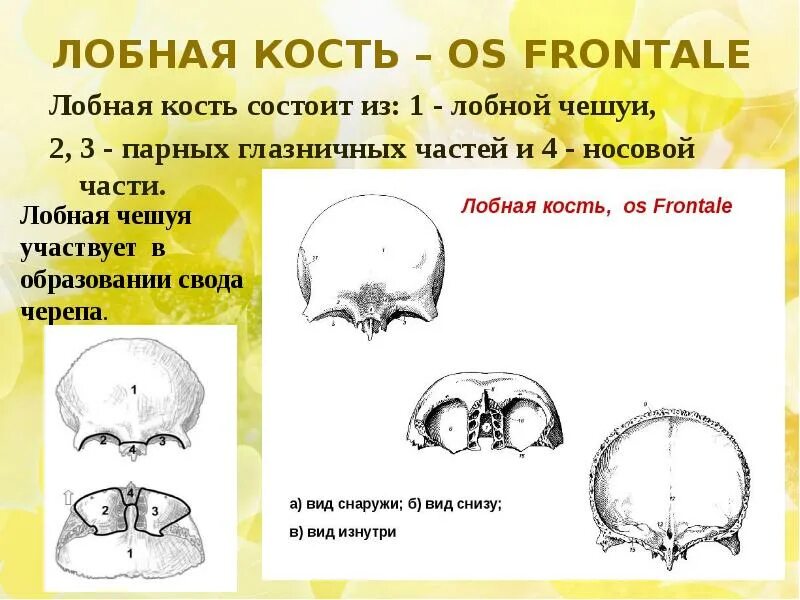 Размер лобной кости. Лобная кость os frontale. Лобная кость черепа анатомия. Строение лобной кости черепа. Глабелла лобной кости.