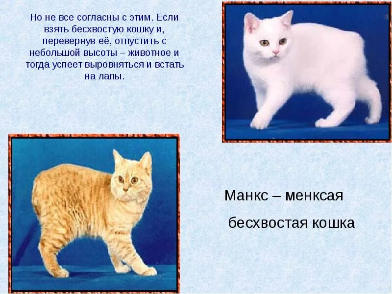 Информация о кошках и собаках. Кошки интересное. интересные факты о кошках. интересные факты о котах и кошках. интересные котики.
