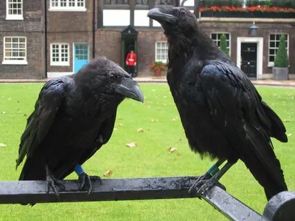 Ravens of the tower of london