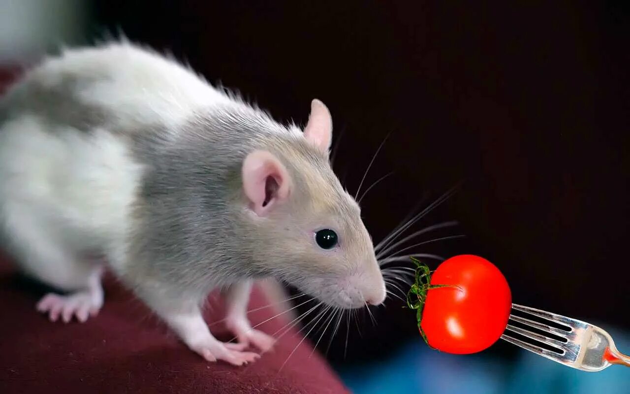 черная крыса. крыса дамбо серая. крыса окрас девил. крыса домашняя. белый мышонок.