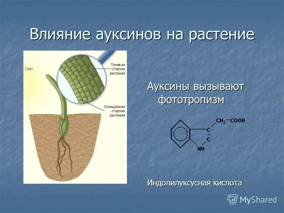 Действие фитогормонов на растение