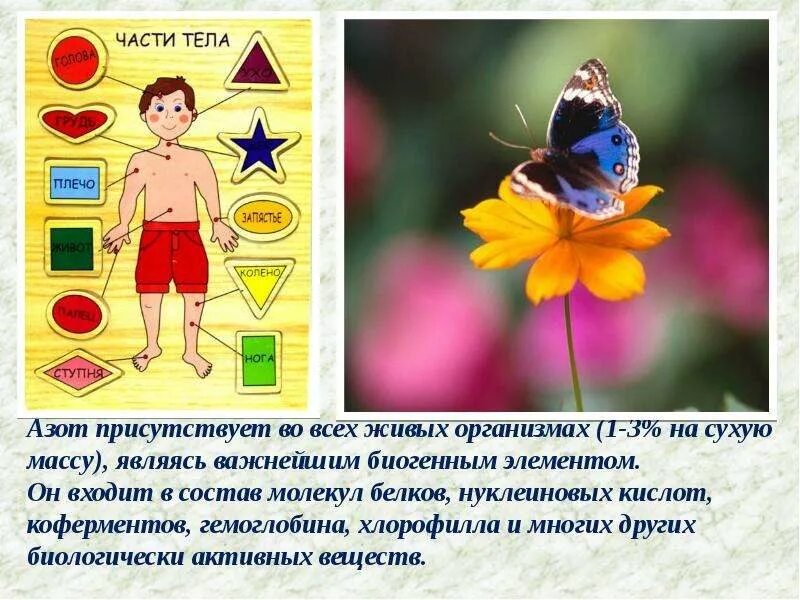 Содержание азота в живых организмах. Азот в живых организмах служит. функции азота в организме. азот во всех живых организмах рисунок.