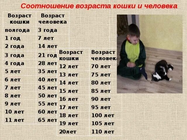 Возраст кошек. Кошачий Возраст на человеческий. Соотношение человеческих и кошачьих лет. Таблица возраста кошки и человека.