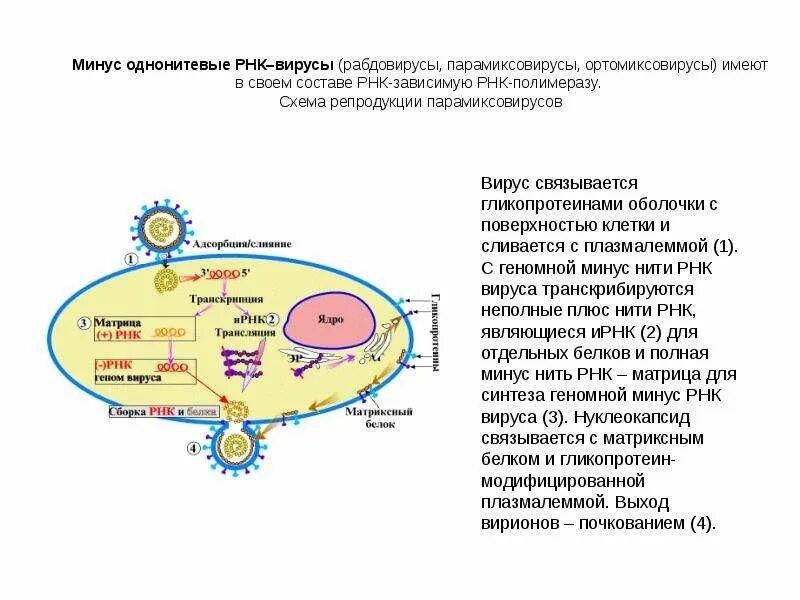 Схема жизненного цикла вируса бешенства. Репликация РНК вирусов схема. Жизненный цикл РНК И ДНК вирусов. Этапы репродукции вируса схема.