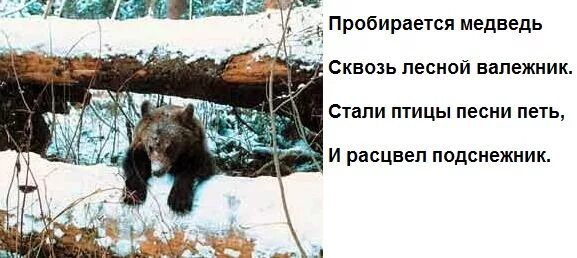 Пробирается медведь сквозь лесной валежник стали птицы. Медведь сквозь валежник. Пробирается медведь сквозь Лесной валежник. Медведь в валежнике. Пробирается медведь.