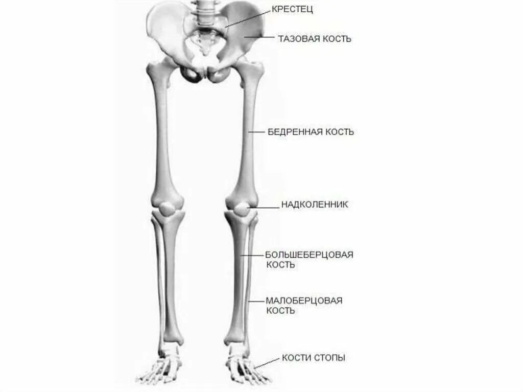 Нижние конечности тела. Анатомия костей нижних конечностей человека. Скелет нижней конечности бедренная. Скелет нижних конечностей бедренная кость. Скелет нижних конечностей человека анатомия.
