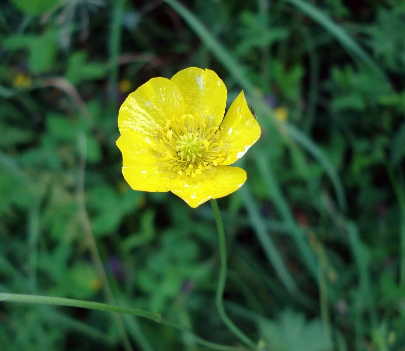 Лютик стелющийся – ranunculus reptans l. Лютик едкий (ranúnculus ácris. Дамочка из легкомысленных или цветок из лютиковых 9 букв. Цветок из лютиковых сканворд. Лютики макро.