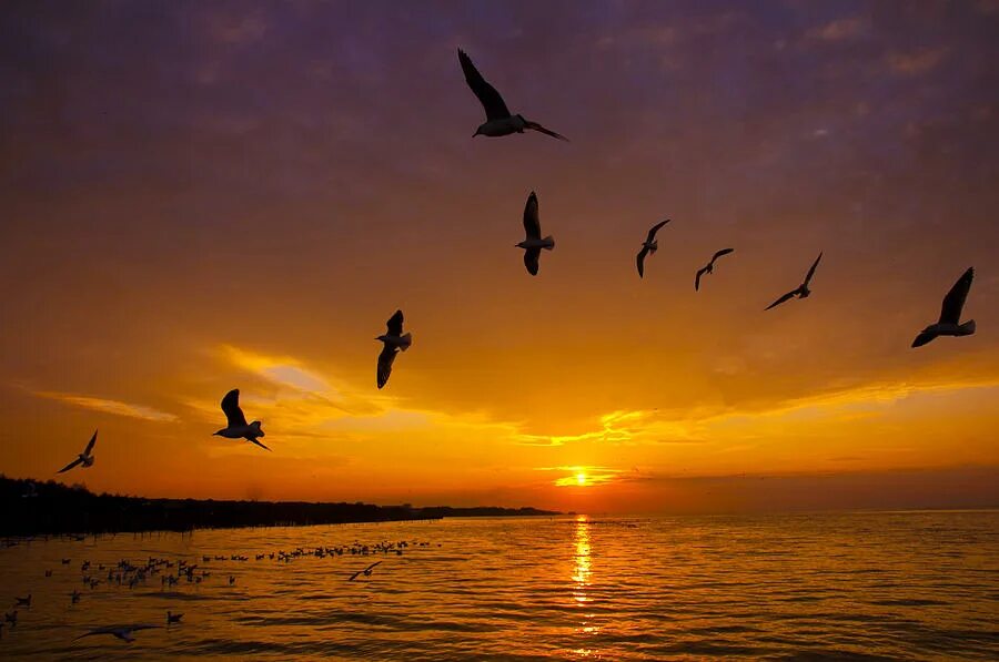 Sunrise bird. Красивый закат солнца. Птицы на рассвете. Birds sunrise. Вечернее небо птицы.