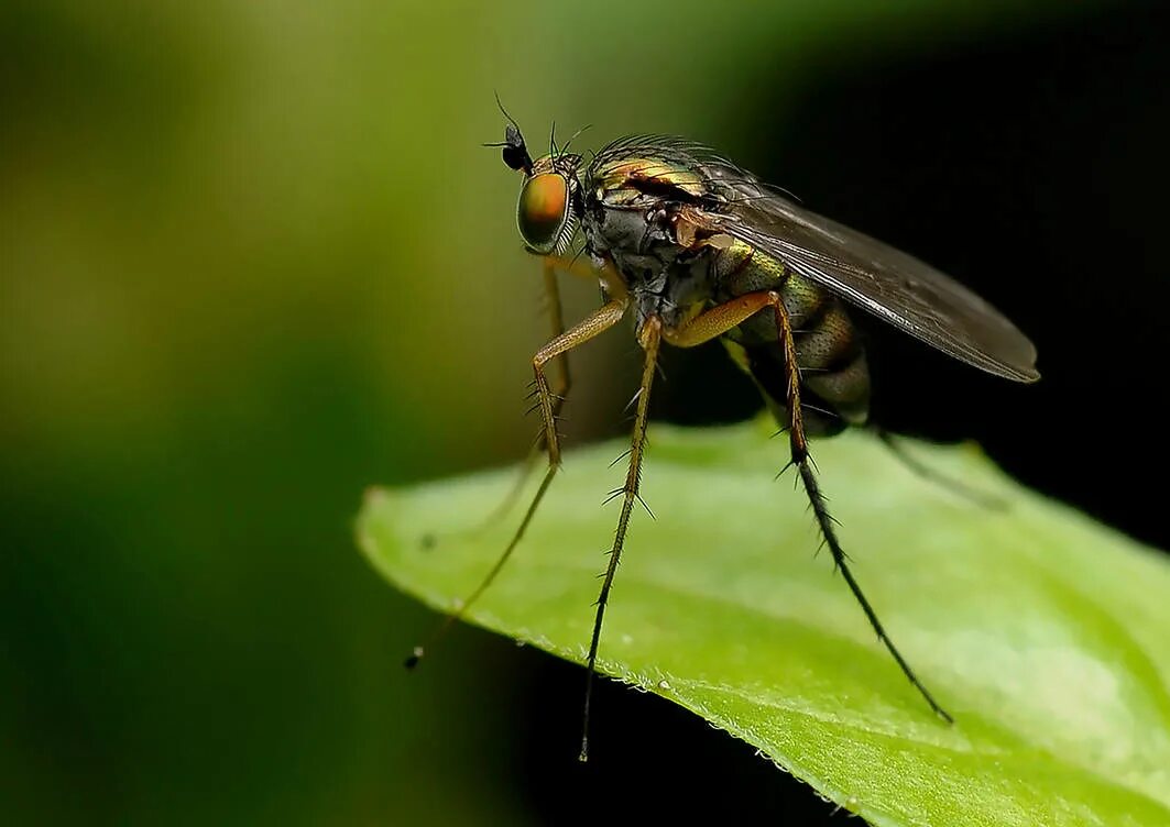 Москито комарито. Topic mosquito. Что такое слово москиты. Mosquito comporta духи. Комар culex.