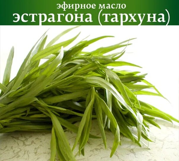 Масло эстрагона. Тархун бавария. Эстрагон эфирное масло. Тархун монастырский. Эстрагон препарат.