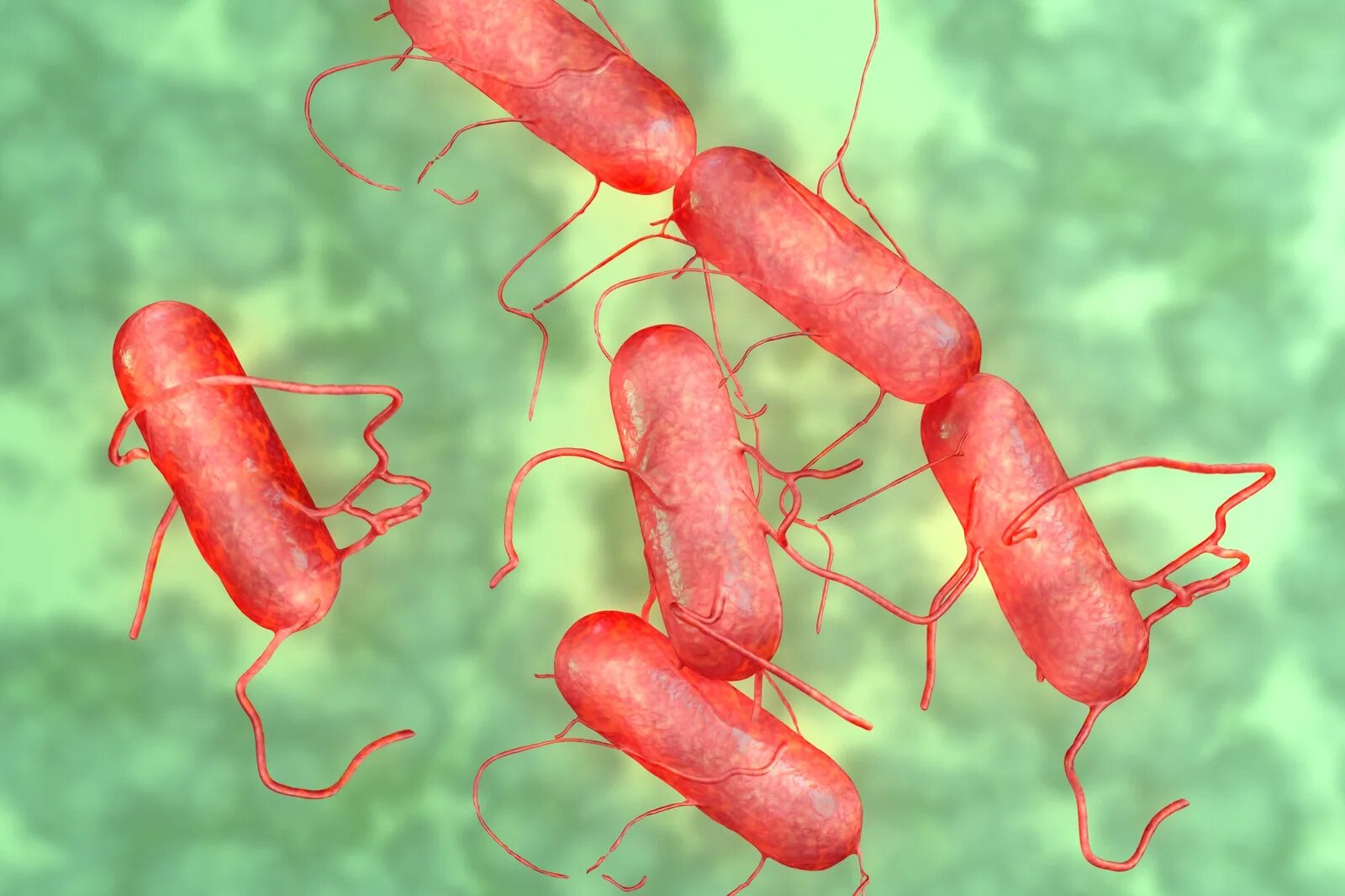 Salmonella enterica. Сальмонеллез бактерия возбудитель. Сальмонелла энтерика. Кишечная палочка и сальмонелла.