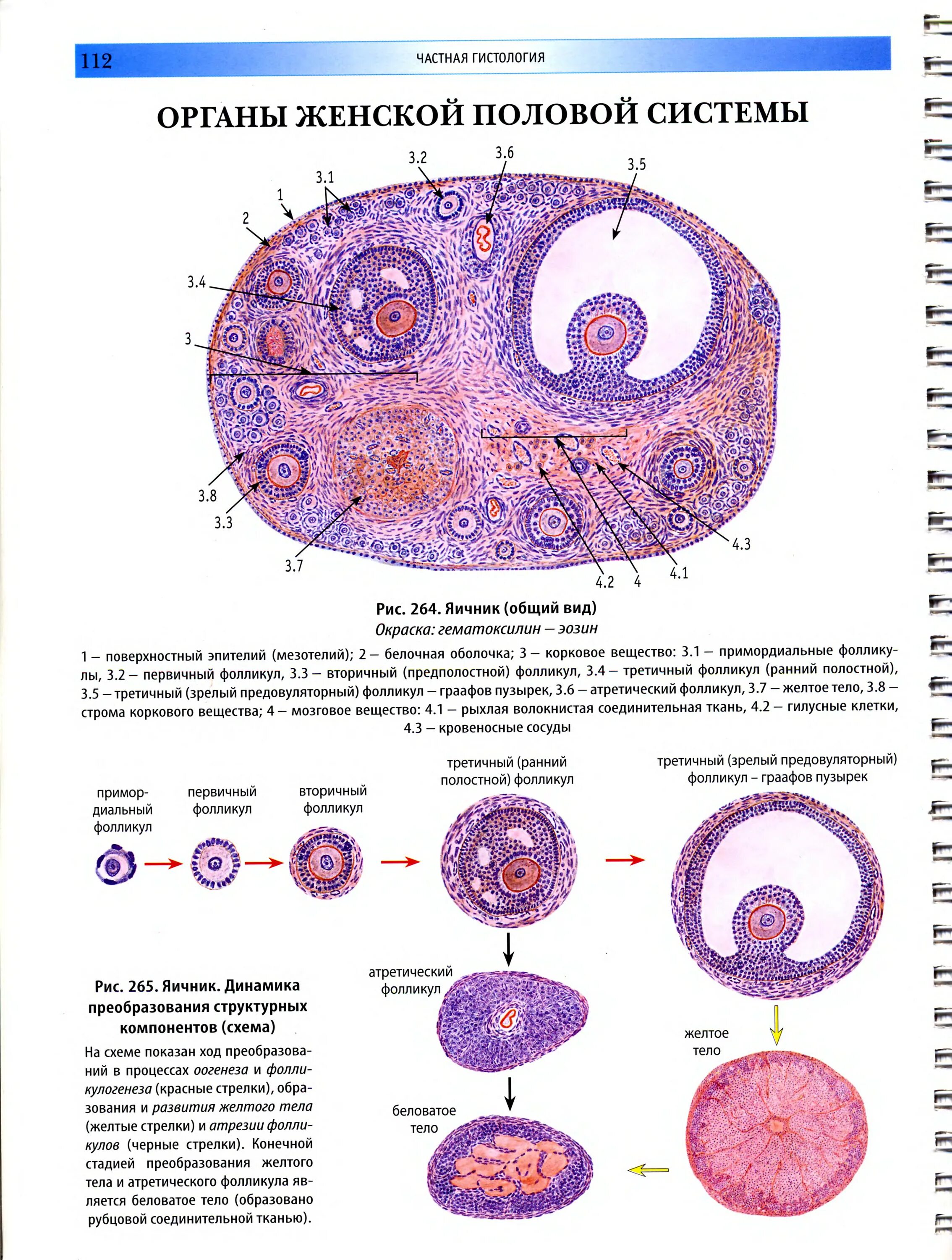 Яичник гистология. Строение яичника гистология препарат. строение фолликула яичника гистология. строение яичника гистология. яичник гистология препарат.