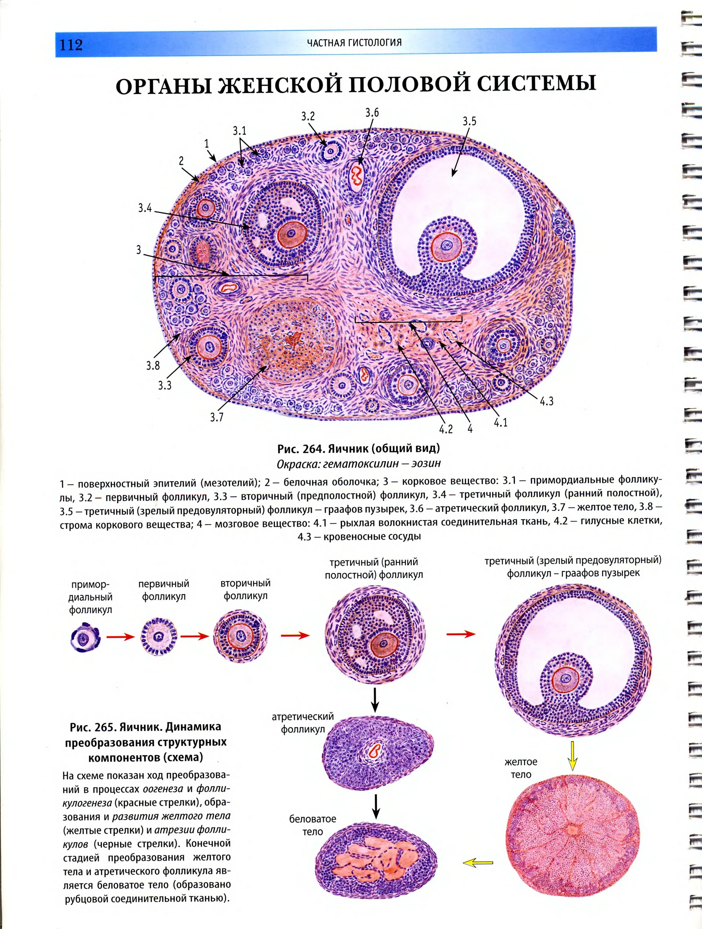 Женская половая система половые клетки. Строение яичника гистология препарат. Строение фолликула гистология. Строение фолликула яичника гистология. Строение яичника гистология.
