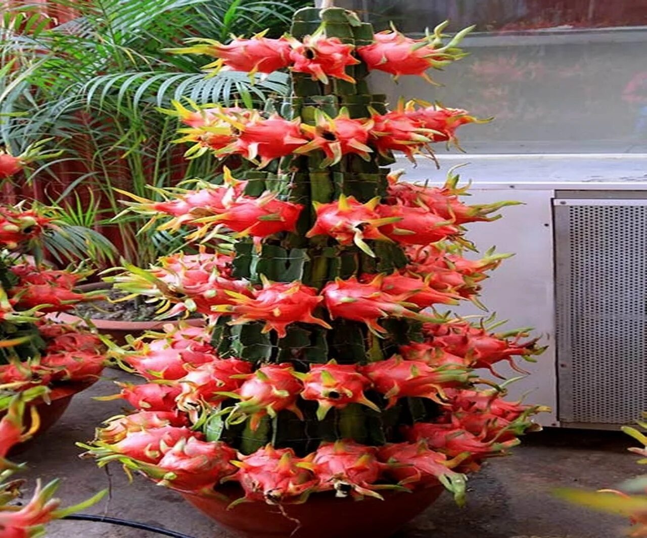 Дуриан питайя (драконий фрукт). Питахайя домашняя. Питахайя саженцы. Питахайя (драконий фрукт). Кактус-hylocereus undatus.