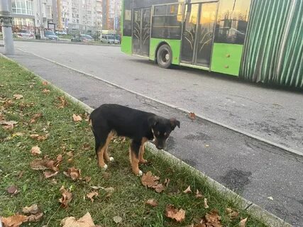 Auto chi