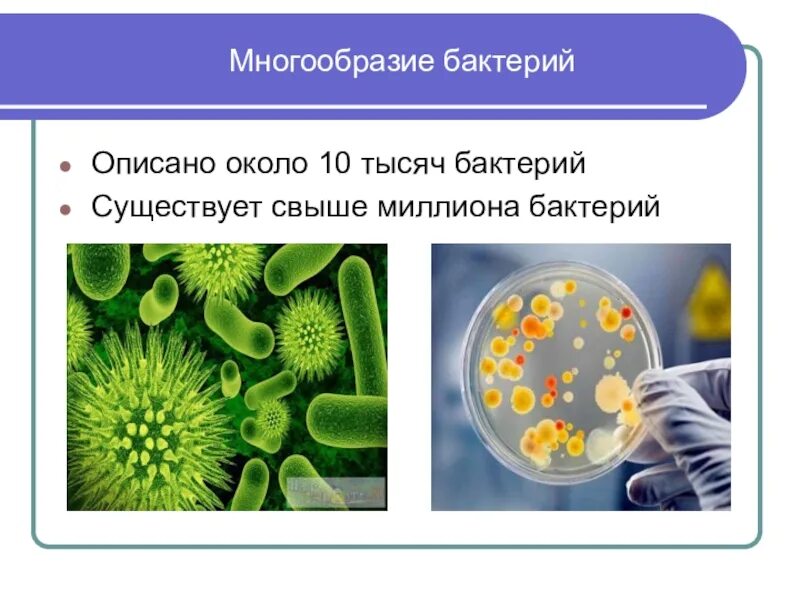 Разнообразие бактерий. Презентация на тему бактерии. Разнообразие микробов. Бактерии проект.