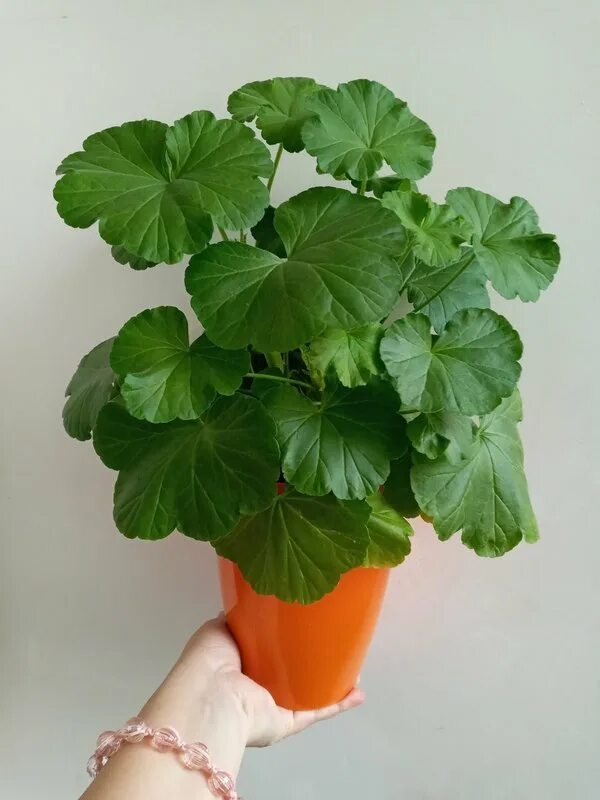 Пеларгония нецветущая. Пеларгония отцвела. Пеларгония нецветущая. Герань не цветущая. Пеларгония герань цветет.