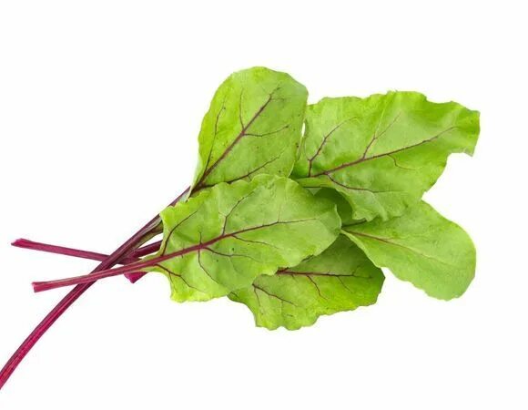 Beetroot foliage, beet leaves isolated on white background фотография Stock Adob
