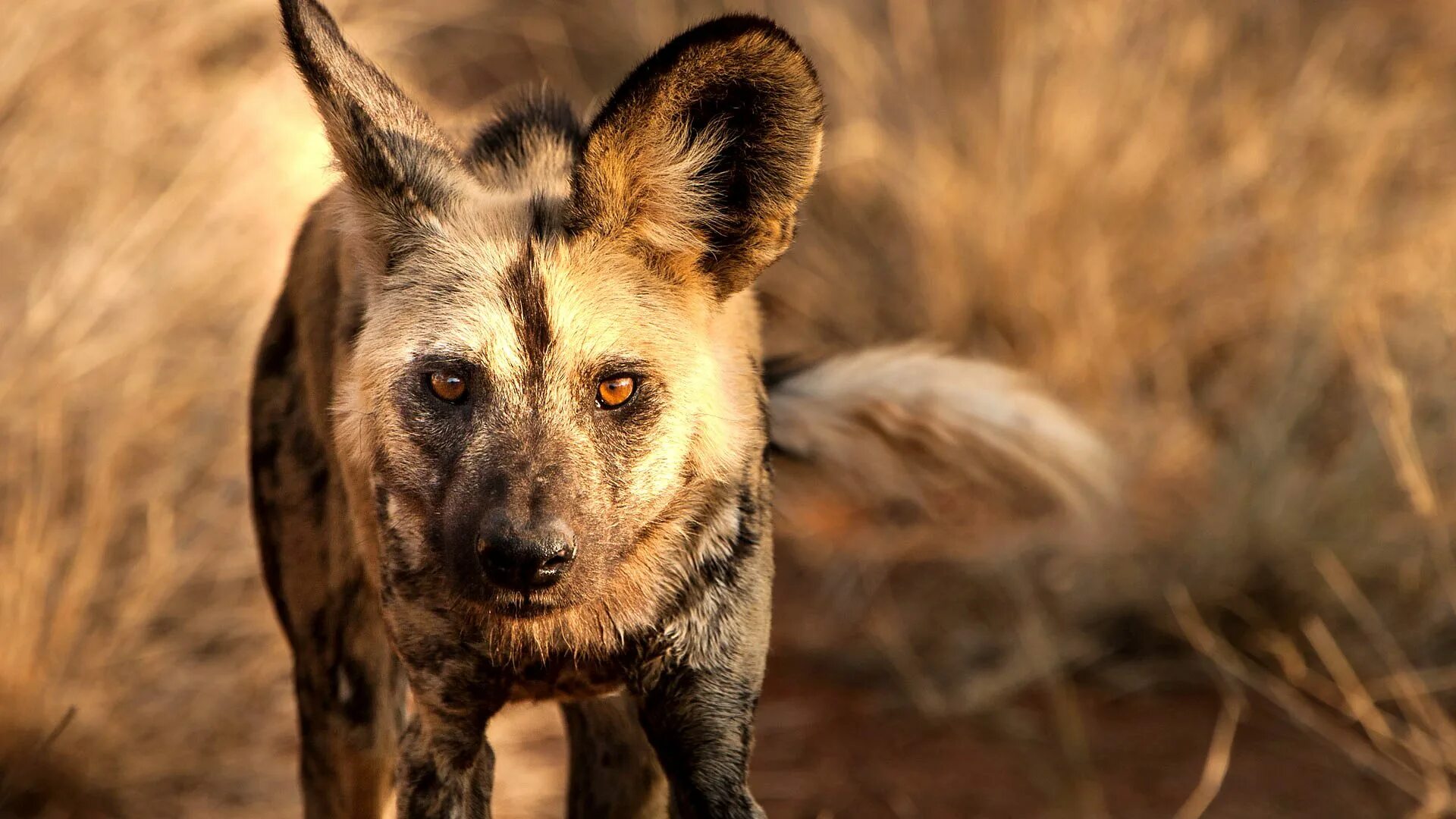 Динго в австралии. Дикий собака 3. Дикая собака гиеновидная. Африканская гиеновидная собака. Собака динго.