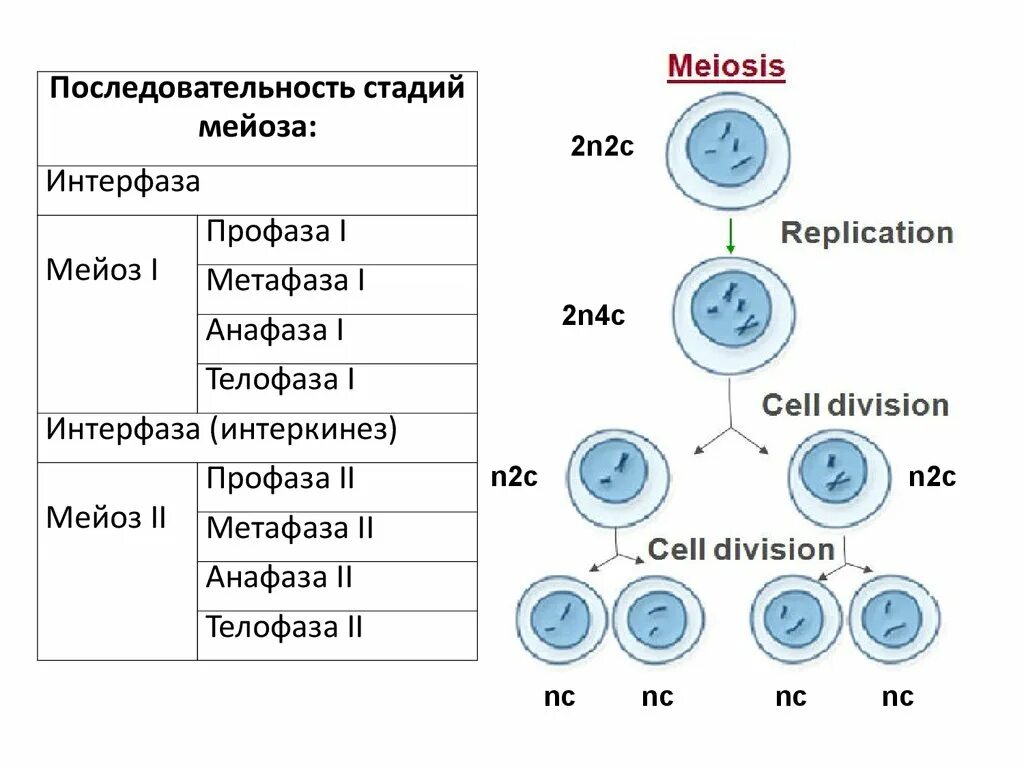 Набор хромосом и днк клетки 2n2c. Интерфаза мейоза 2n4c. N2c стадия мейоза. Хромосомный набор в фазах мейоза. Схема митоза и мейоза 2n2c.