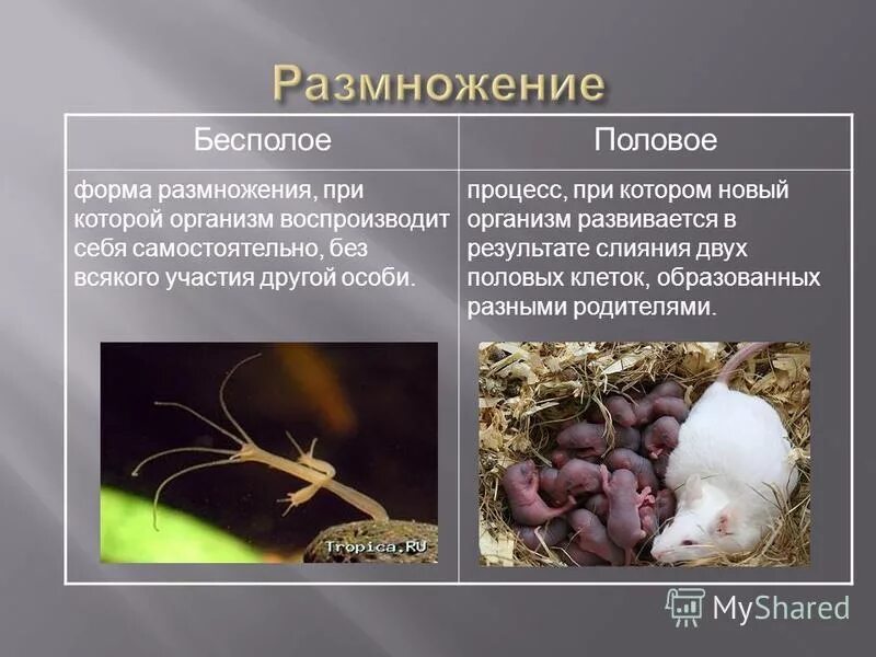Схема процесса деления бесполого размножения. Как размножаются бесполые. Способы бесполого размножения растений и животных. Ббезполовое размножение. Бесполое прямое бинарное деление.