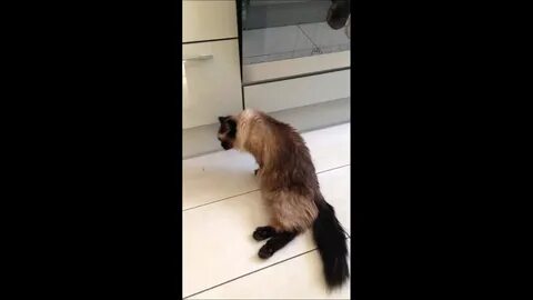 Восстановление кошки