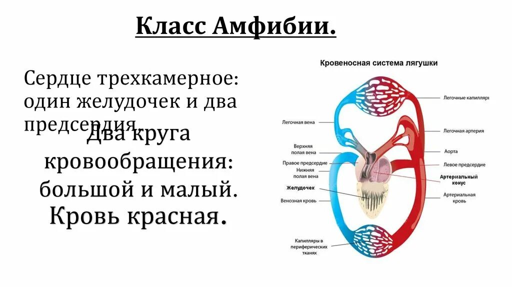 Второй круг кровообращения возник. Малый круг кровообращения лягушки схема. Амфибии малый круг кровооб. Кровеносная система лягушки 7 класс биология. Круги кровообращения земноводных схема.