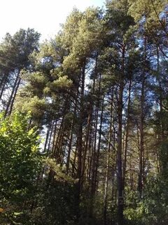 Лесные участки огораживают
