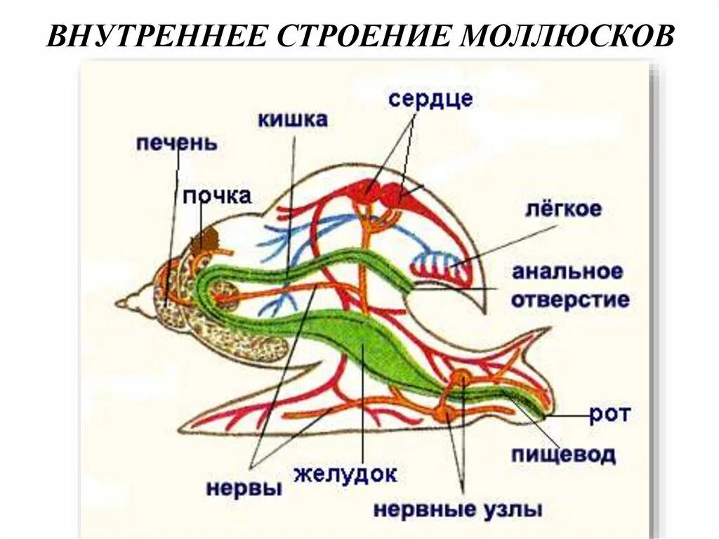 Тип моллюски полость тела. Прудовик моллюск строение. Внутреннее строение большого прудовика. Внешнее строение брюхоногого моллюска рисунок. Строение прудовика обыкновенного рисунок.