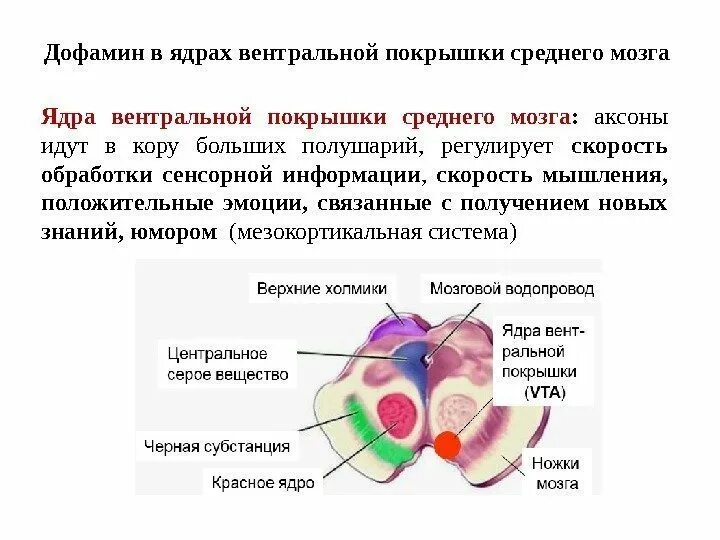Покрышечно спинномозговой путь. Схема поперечного разреза среднего мозга. Строение среднего мозга анатомия. Tractus rubrospinalis схема. Поперечный срез среднего мозга покрышка.