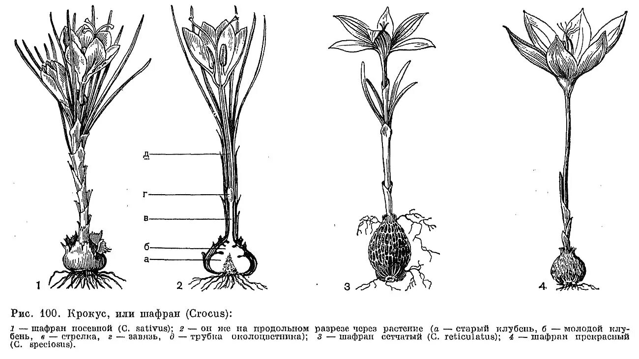 Семейство Ирисовые (Iridaceae). Завязь Ирис. Шафран строение. Семейство Iridaceae - Касатиковые.