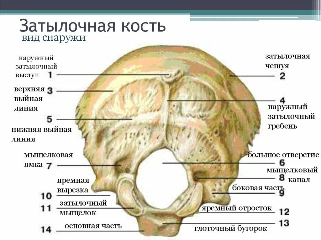 Череп задняя часть